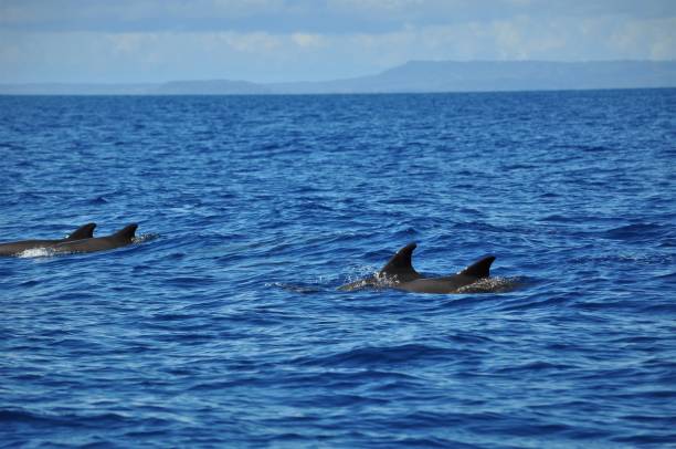 istock Whales in the Ocean 2170560586