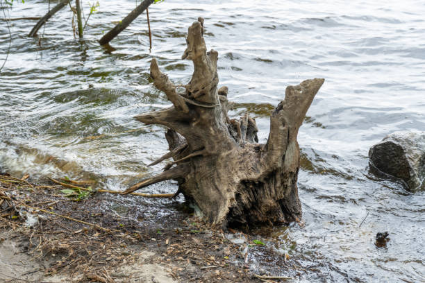 Big snag of fallen trunk old tree in the river. Plant has rotted over time and broken in water. Decomposition and destruction of tree in long time. Gray wood nature texture. Wild dead hollow log.