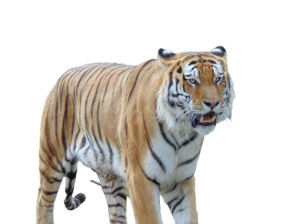 istock Siberian tiger isolated on white background 2170562366