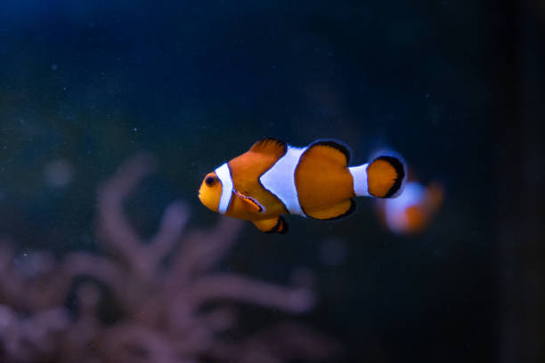 Clown anemone fish in an aquarium on a dark background