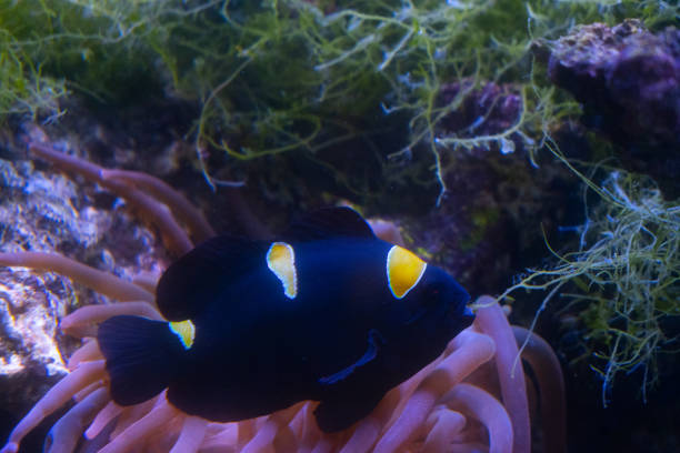 Dascyllus albisella also known as the White-Spotted Damsel is a marine fish found in the Eastern Central Pacific. Maui Island,