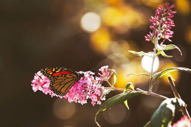 istock Monarch Butterfly on Buddleia Blossom 2170562967