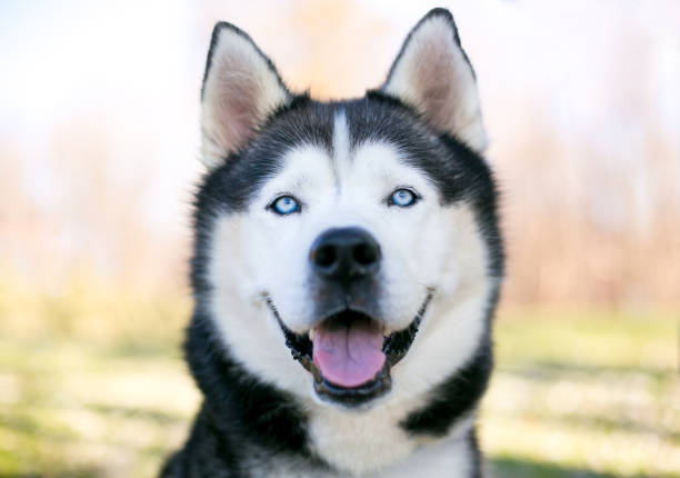 istock A purebred Husky dog with blue eyes and a happy expression 2170563021