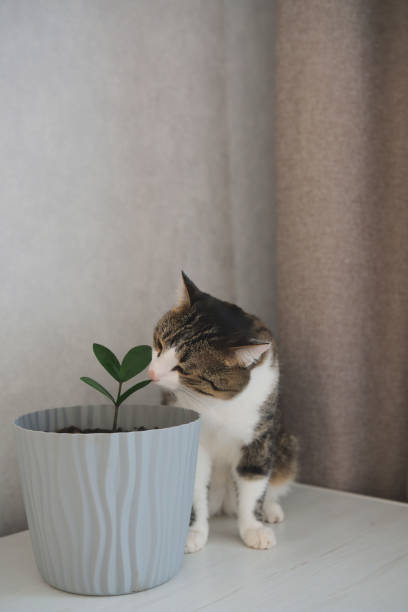 istock A Charming Cat Sitting Gracefully with a Potted Plant in a Cozy Modern Interior Setting 2170563677