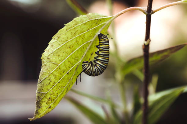 istock Monarch Caterpillar Ready toTransform into Chrysalis 2170563700