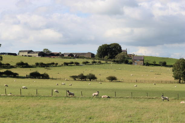 Sheeps in a meadow on green grass. A group of sheeps grazing in a field. Sheeps in a meadow on green grass. A group of sheep grazing in a field. Netherlands. Fragment.
