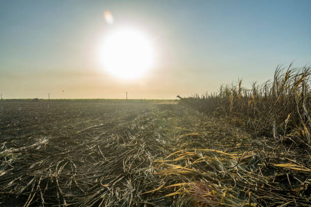 Freshly cut sugar cane field