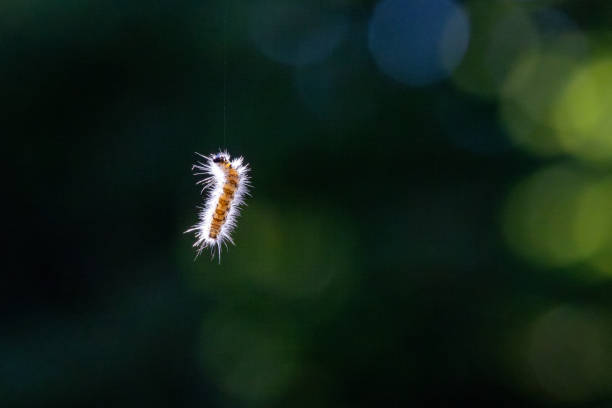 A caterpillar hangs in the air  from a silk thread, with sunlight shining through hair