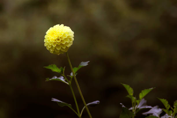 A close-up  of a beautiful dahlia in a garden. Shot with a Canon 5D Mark IV.