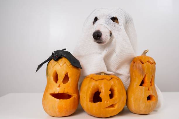 Jack Russell Terrier dog in a ghost costume and three jack-o-lanterns on a white background