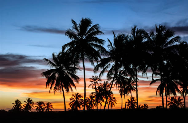 istock Coconut trees in silhouette with a vibrant-colored late afternoon sky forming a tropical summer scene. 2170566712