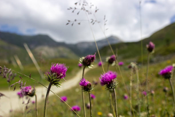 istock Colorful alpine flowers in bloom 2170566985