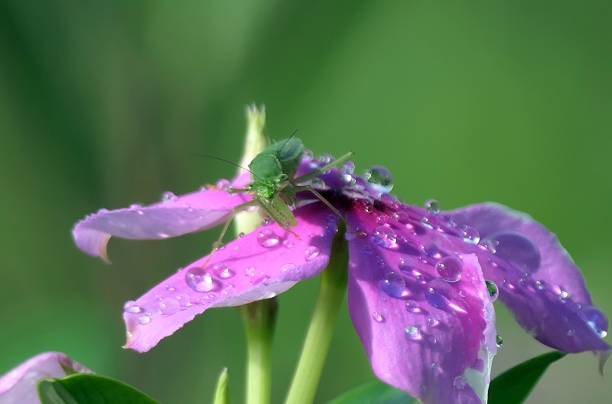Close-up of a green insect on a pink flower with water droplets, set against a blurred green background.