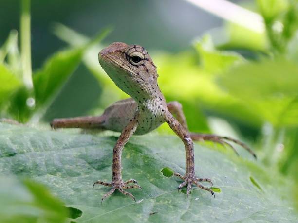 istock Close-up of a lizard on a leaf in a green environment 2170568338