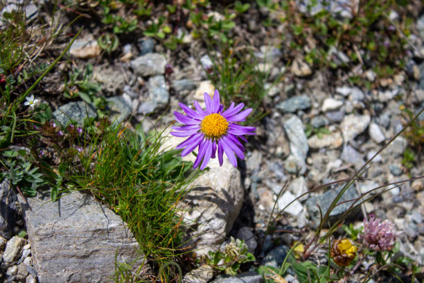 Alpine flower in high mountains in summer, Italy and Swiss Alps