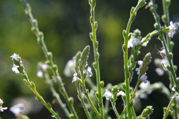 istock The medicinal plant Verbena officinalis grows in nature 2170568675
