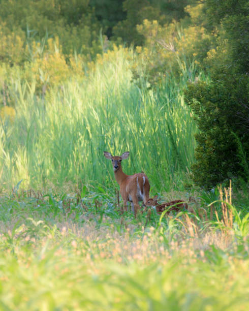 istock Doe and Fawn 2170569253