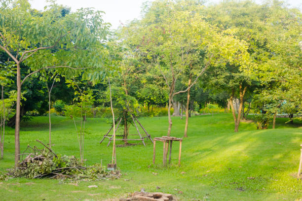 Center tree area of  Wachirabenchathat Park (Rot Fai Park) in Bangkok Chatuchak