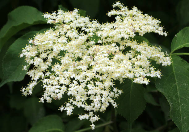 istock Elderberry black (Sambucus nigra) blooms in nature 2170571674