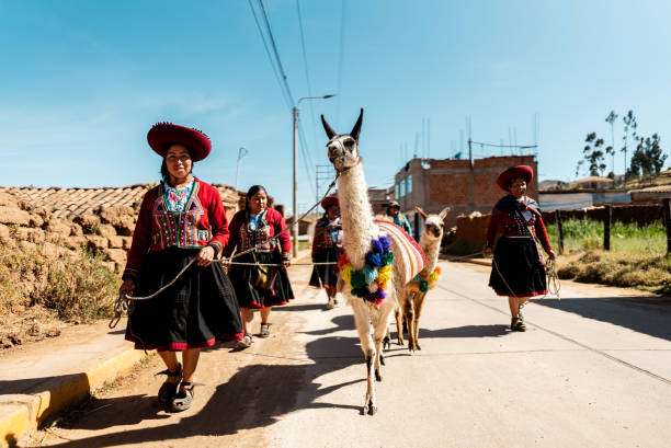 studio portrait of an indigenous woman from Peru weaver from the town of Chinchero with two alpacas on a black background