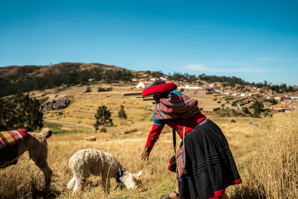 cattle in a field ion the mountains in Peru