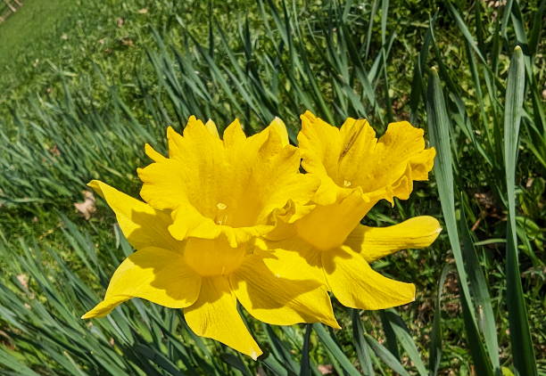 Close-up of Large Cupped Daffodils ( Narcissus Carlton), blooming in the field.