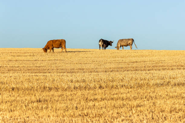 istock Rural Peace: Cows Grazing at the End of the Day. 2170574209