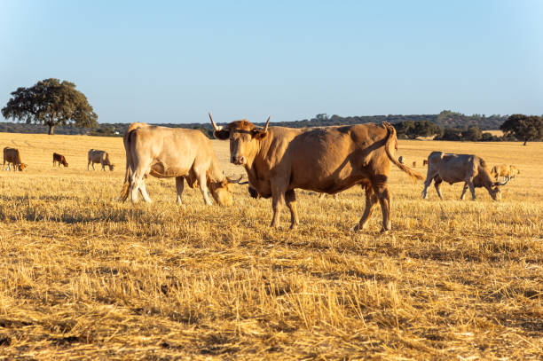 istock End of Summer: Herd Grazing in the Harvested Field at Sunset. 2170574240