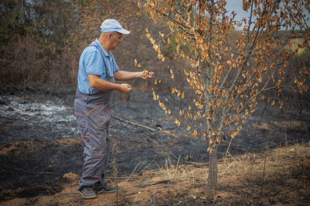 istock A man looks at his orchard engulfed in fire 2170574409