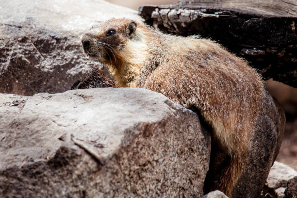A close-up photograph of a marmot resting among large rocks.