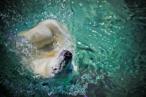 istock Polar Bear Swimming and Playing in Clear Water 2170575007