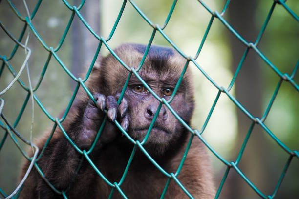 istock Sad Monkey Behind Fence in Captivity 2170575023