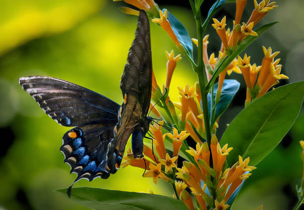 istock A Black Monarch Butterly on a flower 2170577273