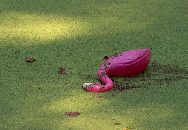 A Pink Flamingo laying in a silted up pond.