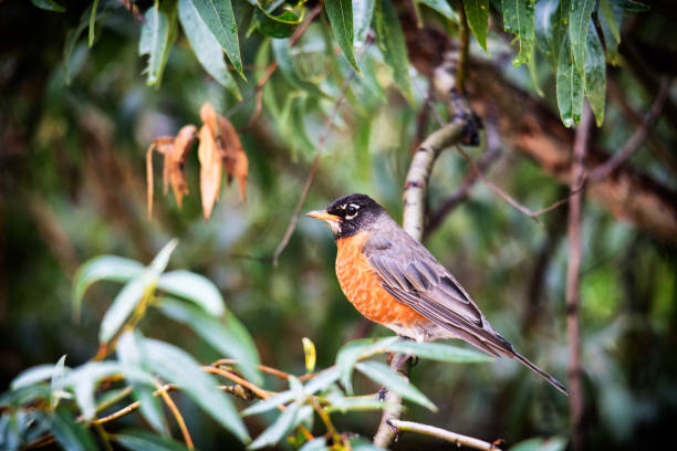 istock American Robin Perched on a Branch in Lush Foliage 2170577345