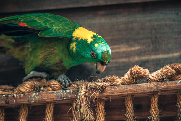 A vibrant green parrot with yellow markings on its head is perched on a sturdy rope in a rustic wooden setting.