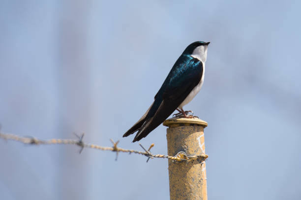 istock Tree Swallow Perched on a Metal Pole with Barbed Wire 2170577699