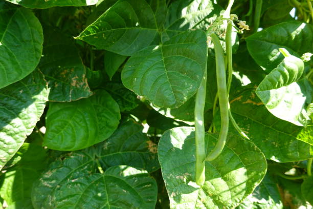 istock Green Beans Growing on Vine in Sunlight 2170578789