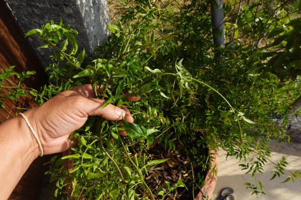 istock Hand Holding Pruned Jasmine Branches for Cuttings 2170579007