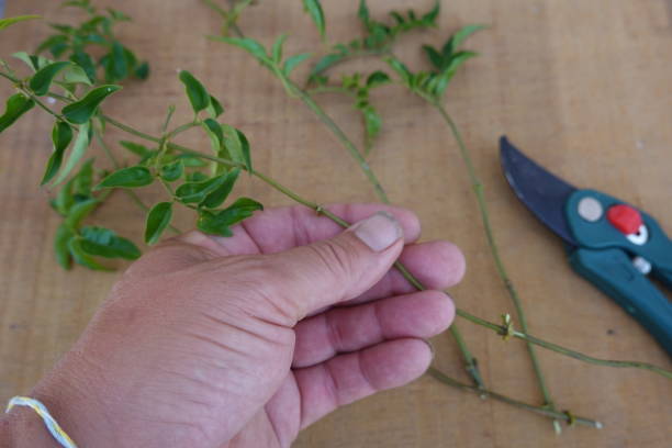 istock Hand Holding Jasmine Stem for Propagation with Pruning Shears 2170579049