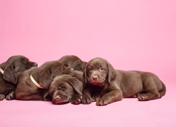 Labrador retriever puppies lying over pink background