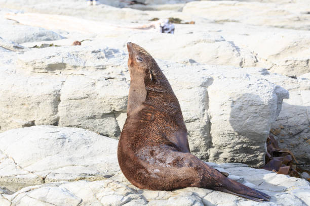 istock Seal Pup Relaxing on Rocky Shore 2170580910