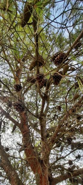 istock The Pine Tree: Symbol of Strength and Resilience. 2170585606