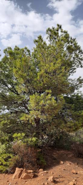 istock The Pine Tree: Symbol of Strength and Resilience. 2170585615
