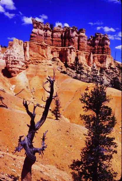 istock Fairyland Loop Trail Bryce Canyon National Park June 1982 2170586802