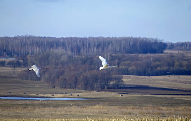 istock The couple of wild swans flying over spring fields. 2170587425