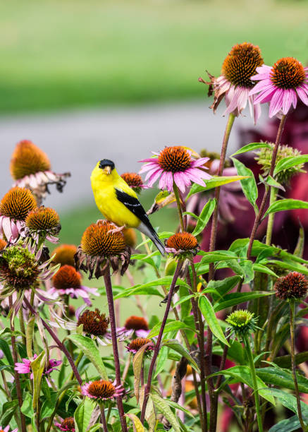 American Gold Finch (male), in bright Summer plumage perched in Backyard Flower Garden