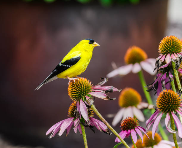 istock Goldfinch against a Dark Background Perched on a Cornflower 2170589215