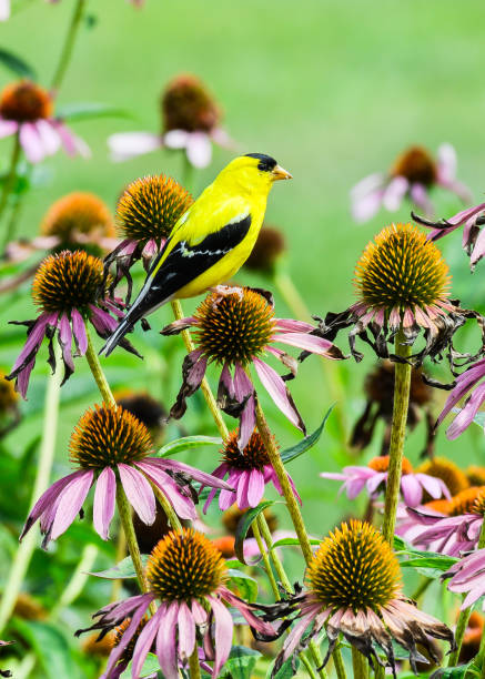 istock Goldfinch standing on Blossom 2170589223