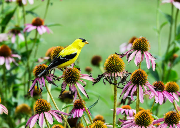 istock Beautiful Goldfinch on a coneflower blossom 2170589232